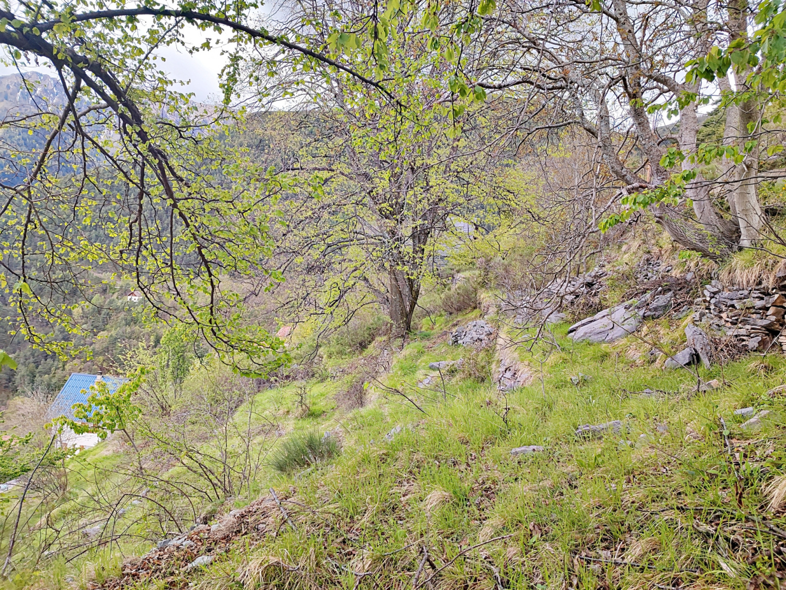 Image_, Terrain à batir, Venanson, ref :30T/24